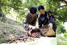山罗早熟李子丰收价高 果农增收喜气洋洋