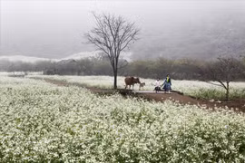 木州——西北云海间的春日草原