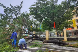 顺化遭10号台风袭击：多条街道树倒车翻，数十户民房屋顶被掀
