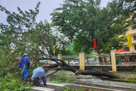 顺化遭10号台风袭击：多条街道树倒车翻，数十户民房屋顶被掀