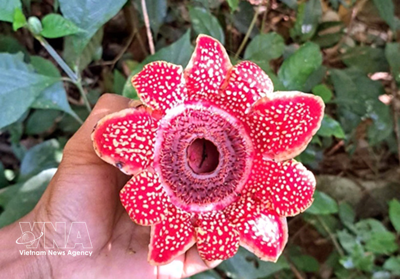 风牙-格榜国家公园发现濒危花种。图自越通社