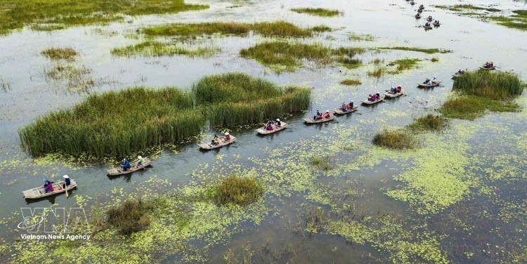 宁平省云龙湿地生态旅游区以其原始、宁静之美和多样化的生态系统而闻名。图自越通社