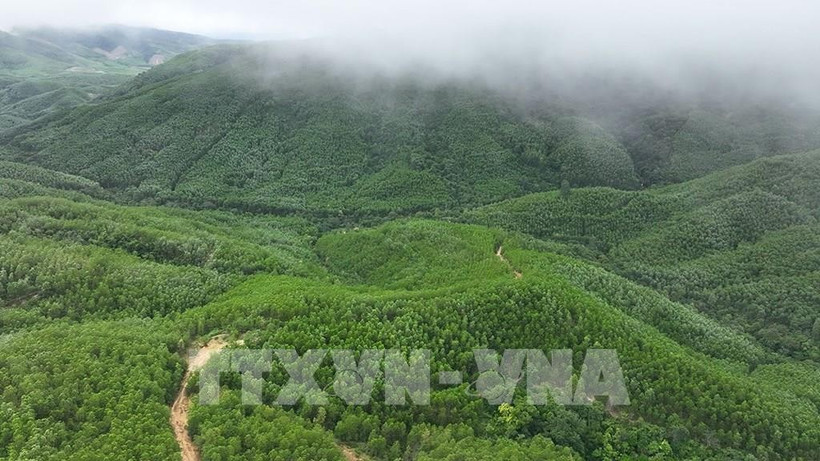 云耕乡的大径材人工林面积由云耕森林检查站负责管理。图自越通社