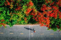 附图。图自Vietnam+