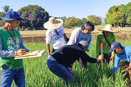 菲律宾专家研究提高水稻生产效率。图片来源：PIA.GOV.PH