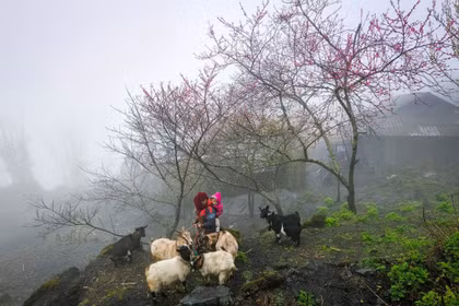 本土文化为越南旅游目的地的独特吸引力做出贡献。图自Vietnam+