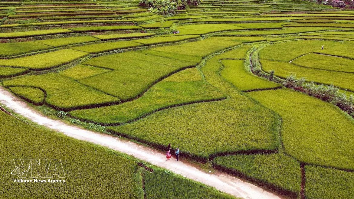 山罗省帐钙坊（Chiềng Cơi）洪村（Bản Hùn）的梯田景观。图自 越通社
