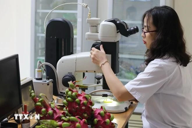 水果在出口之前受检测。图自越通社