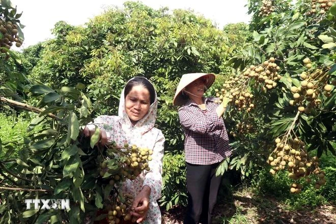 农民们正在紧急进行最后的环节，旨在向市场供应清甜多汁、爽脆肉厚的龙眼。图自越通社