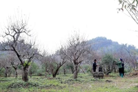 陀北古态桃以其自然树形、持久花期与雅致色泽，富含山林原生态气息，深受商贩与赏桃爱好者青睐 图自越通社