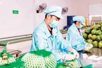 越南Vina T&T集团出口水果包装现场。图自越通社