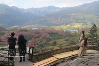 游客在沙巴乌归胡樱花林打卡 图自越通社