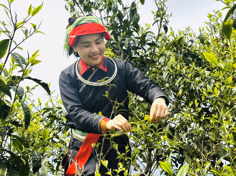 瑶族妇女在西昆岭上采摘春茶。图自越通社