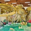 李山岛县两具翁鱼“玉骨”。图自越通社