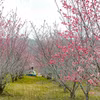 奠边省巴空（Pá Khoang）桃花岛。图自越通社