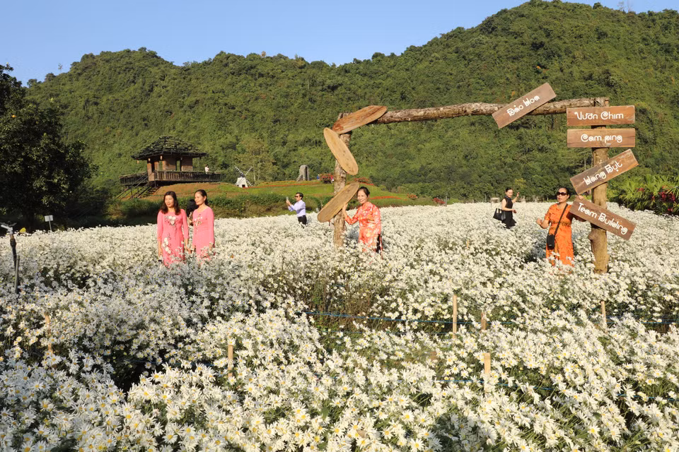 宁平省的母菊盛开季节已成为游客理想的旅游时机。图自 越通社