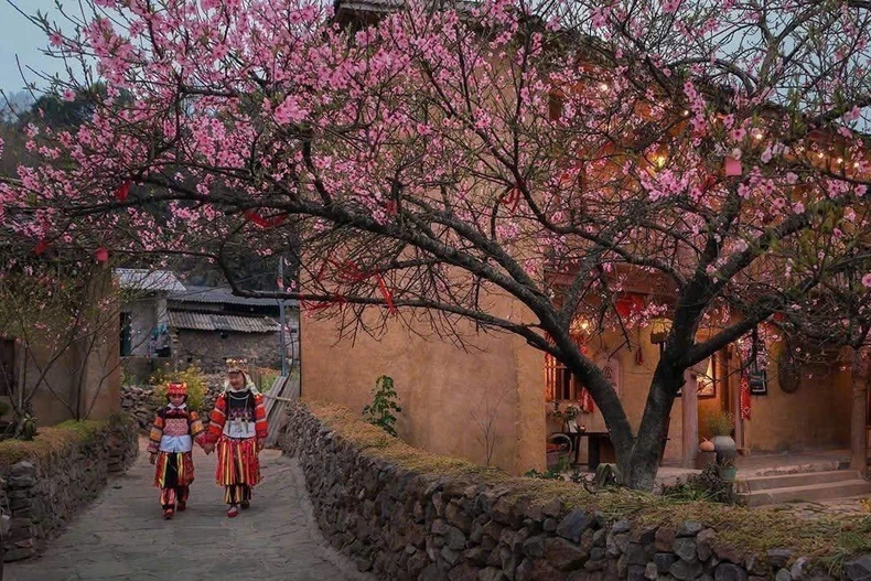 宣光省陇鼓乡的樱花盛开。图自越通社