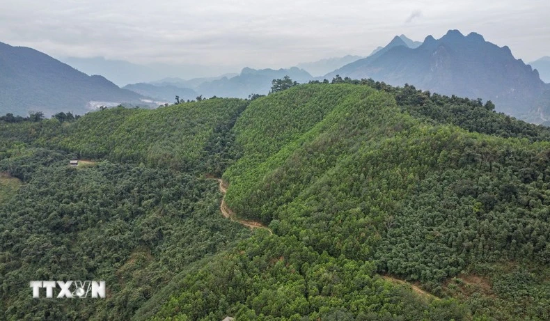 附图。图自越通社