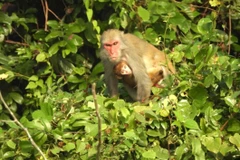 在自然环境中，猕猴属（Macaca）共有三种：金色猕猴有6个族群，共180只；红脸猕猴有3个族群，共54只；灰猕猴有2个族群，共45只。图自：越通社