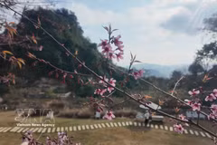 山罗省木州高原上的樱花绽放。越通社发