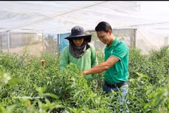 阮曰字（右）与合作社技术人员一起检查即将收获、准备出口到欧洲各国的鸟眼椒种植园。图片来源：越通社