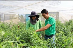 阮曰字（右）与合作社技术人员一起检查即将收获、准备出口到欧洲各国的鸟眼椒种植园。图片来源：越通社