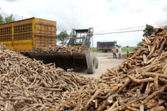 2025年，越南木薯出口额约达13亿美元，使越南成为世界第三大木薯出口国。图片来源：thoibaotaichinhvietnam.vn