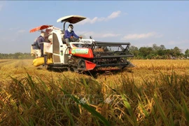 九龙江三角洲地区吸引投资 提升稻米价值链