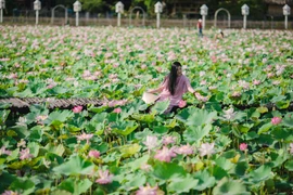 组图：来到宁平省舞洞欣赏夏季盛开的荷花