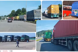 野生动物走私：诡计、隐形法则和垄断走私