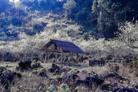 组图：越南山罗省木州县李子花齐放迎新春