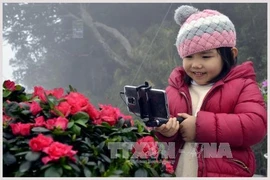 番西邦峰顶上的“杜鹃花节”