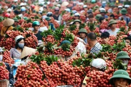 越南加大对中国的蔬果出口力度