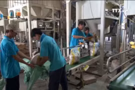 越南每年将向菲律宾出售150万吨大米