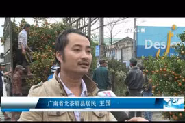 会安盆裁桔子火红上市 价格与往年基本持平