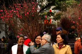 桃花是越南北部人民过年不可缺少的部分之一（图片来源：越通社）