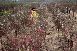 春节即将来临，河内市日新桃花村又迎来了一拨又一拨来观赏花的客人。（图片来源：越南《人民报》）