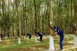 西北地区橡胶产业释放积极信号