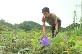 种植药材树——老街省脱贫新路线