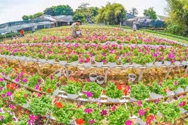 沙沥花村有着悠久的花卉种植传统（图片来源：越南《人民军队报》）