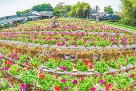 沙沥花村有着悠久的花卉种植传统（图片来源：越南《人民军队报》）