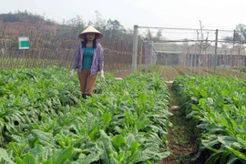 太原省越南良好农业规范认证标准的农场（组图）