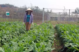 太原省越南良好农业规范认证标准的农场（组图）