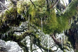 高平省高山出现结霜冰挂景象（组图）