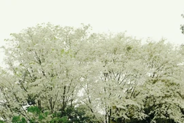 黄檀花盛开 像雪一样覆盖着首都河内多条路（组图）
