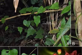 越南新发现3种新植物和3种昆虫