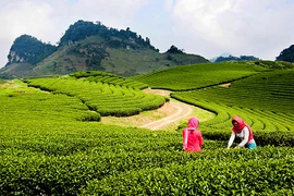 越南政府副总理批准《山罗省木州国家旅游区建设总体规划》