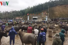 北部山区最大而独特的家畜集市