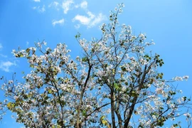 人间三月芳菲尽 羊蹄甲花始盛开