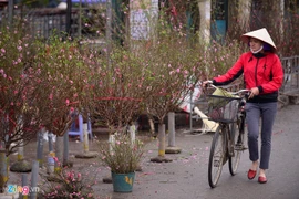 春节前期摆放桃花——河内人多年来的乐趣 